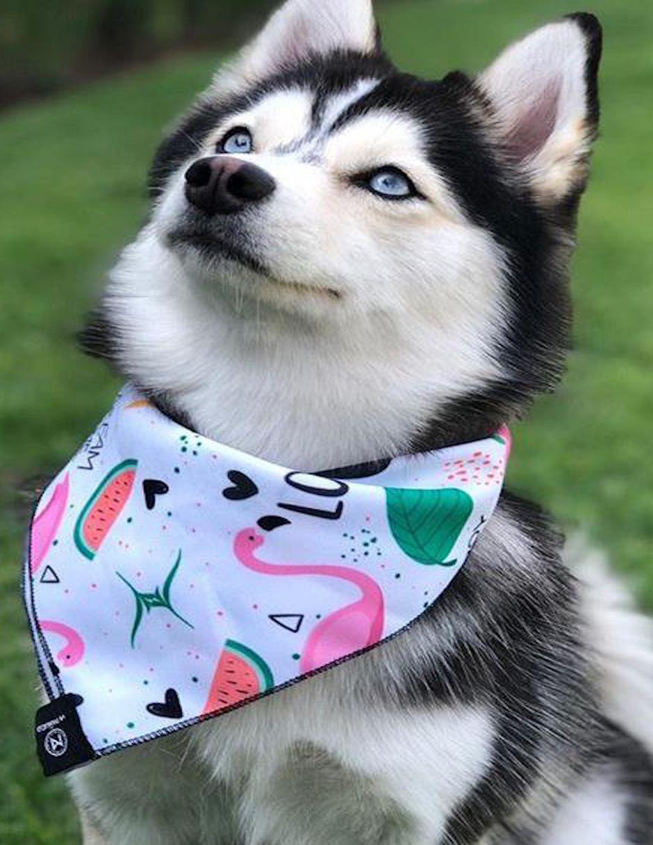 Pañuelo doble vista para Mascota Mi Pañuelo