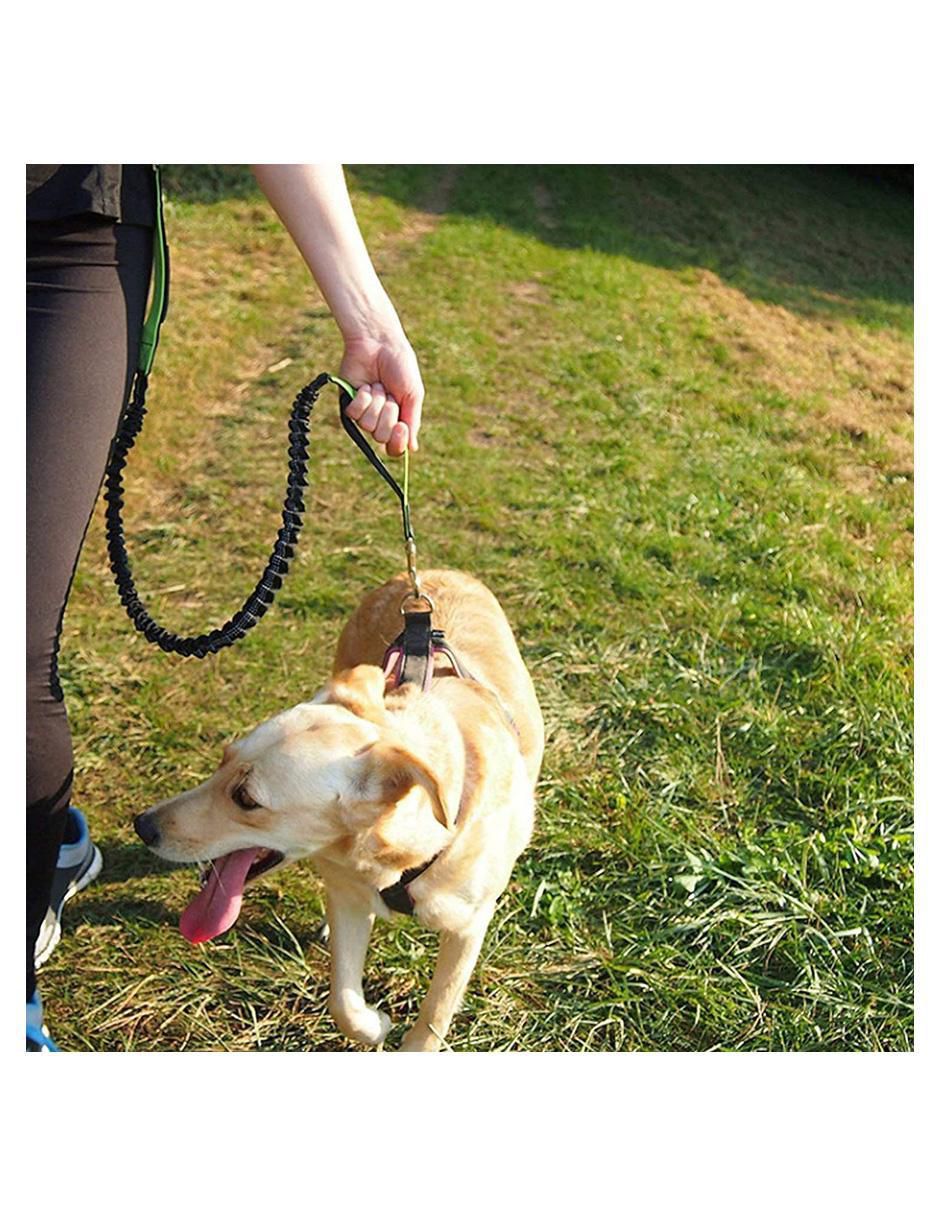 Correa de nylon de paseo para perro