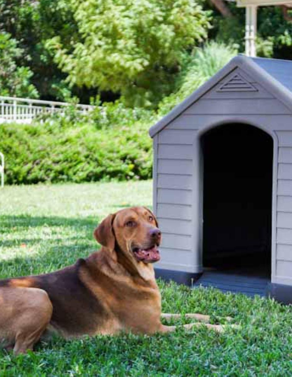 Casa para perro