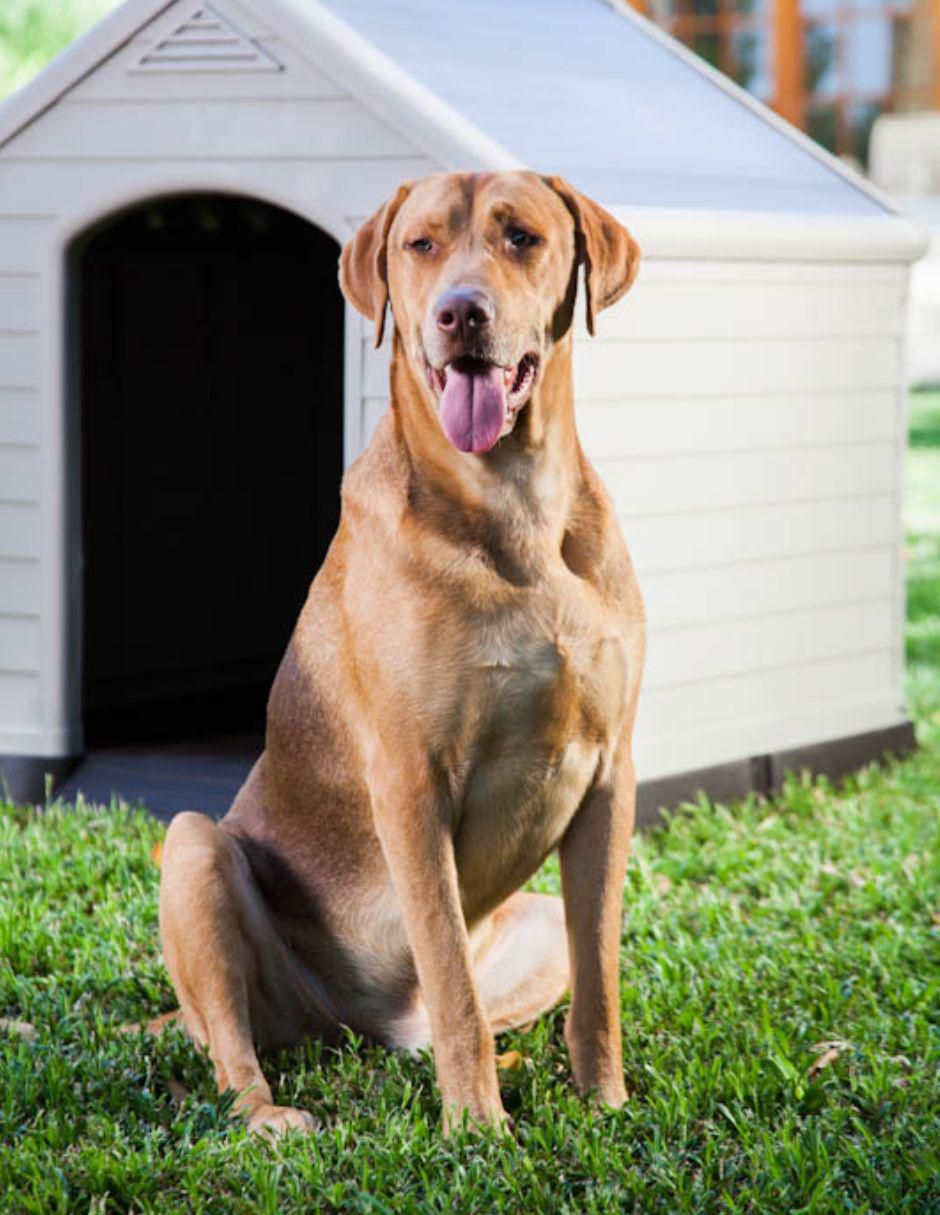 Casa para perro
