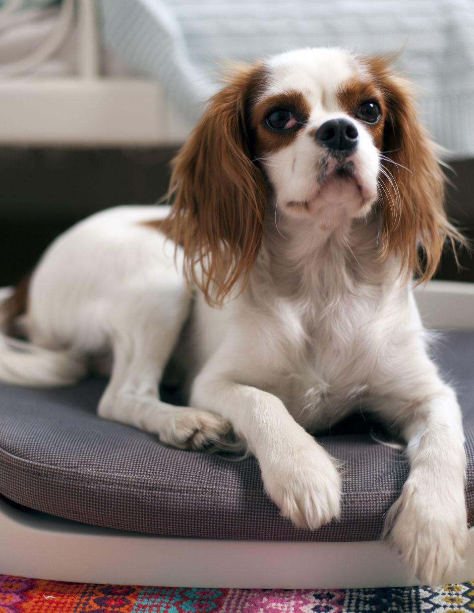 Cama para mascota 2