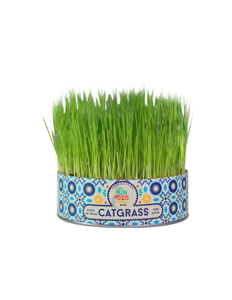 Pasto para gato Pasto para gato