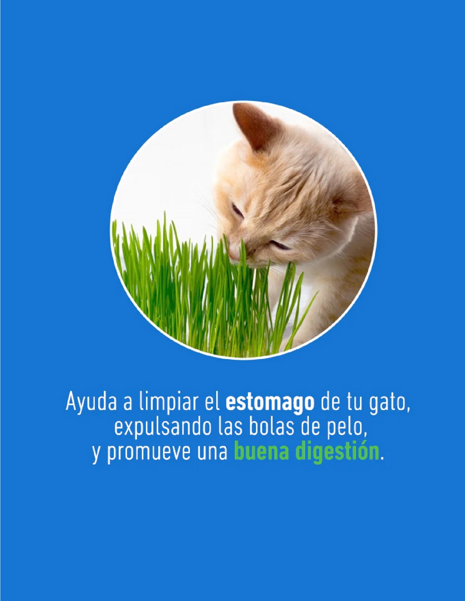 Pasto para gato
