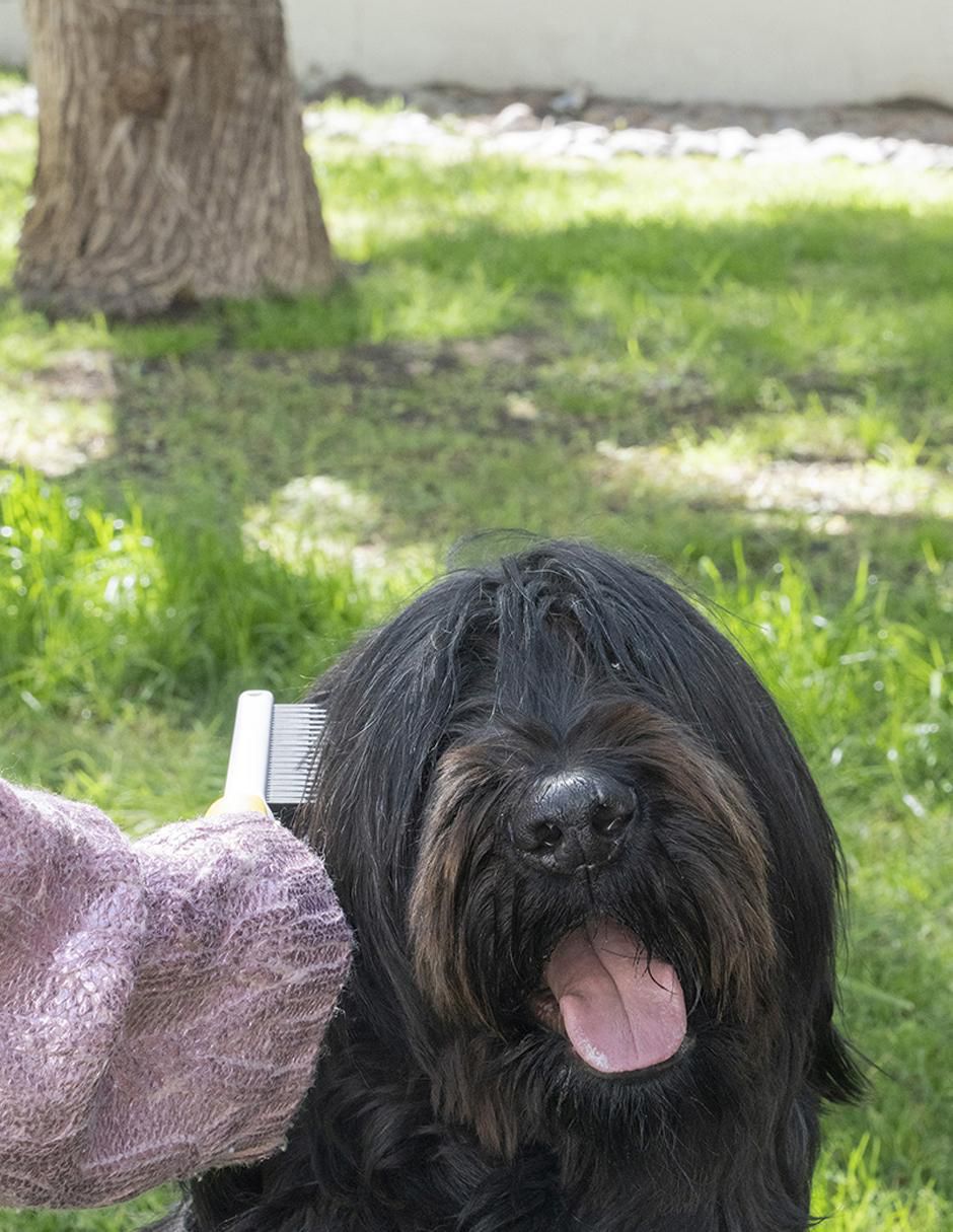 Cepillo Pet to Bed de plástico para perro