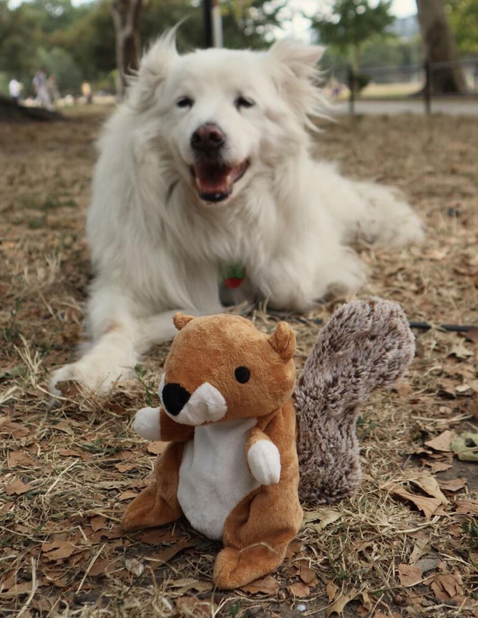 Peluche para perro 7