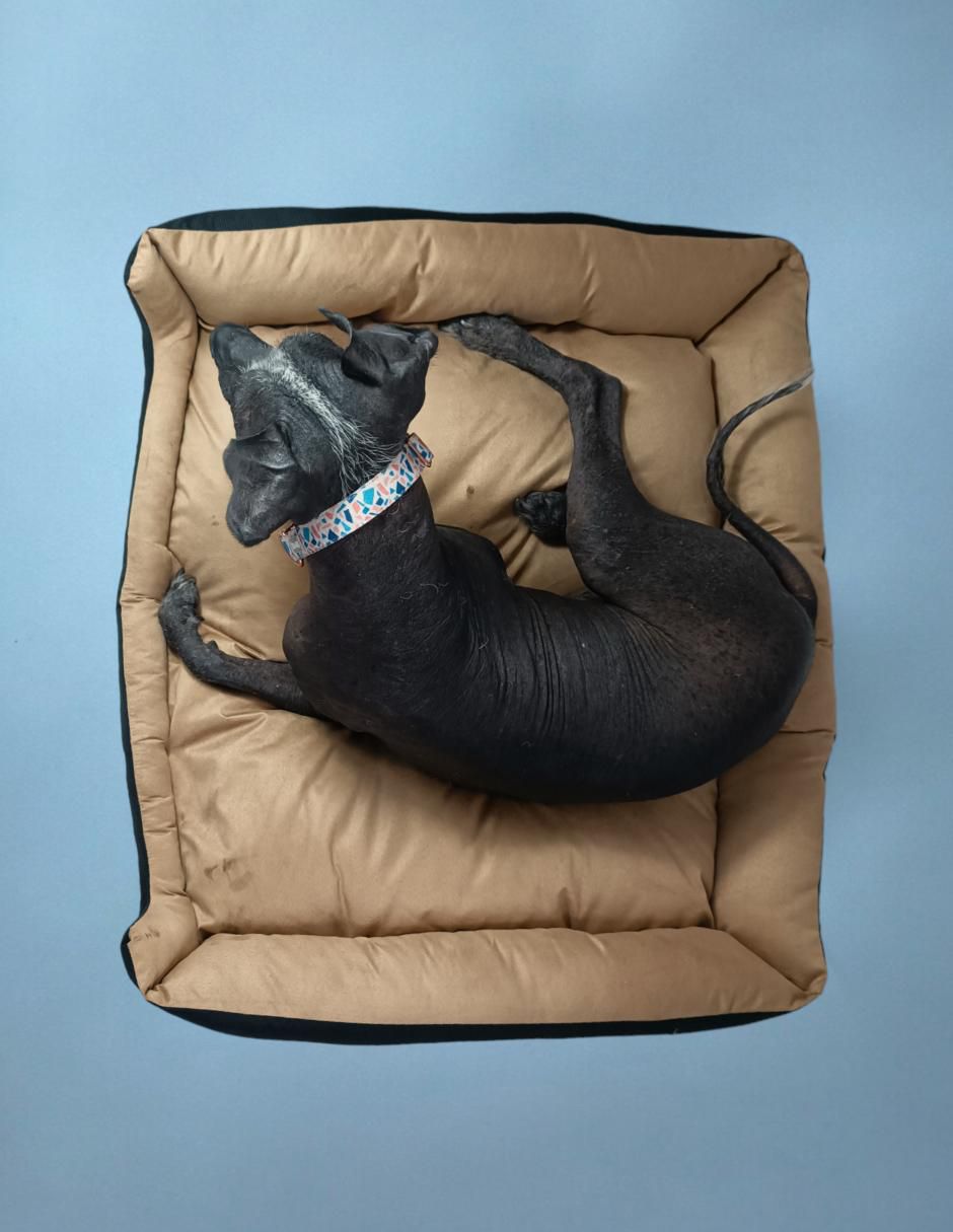Cama para perro y gato Lunics