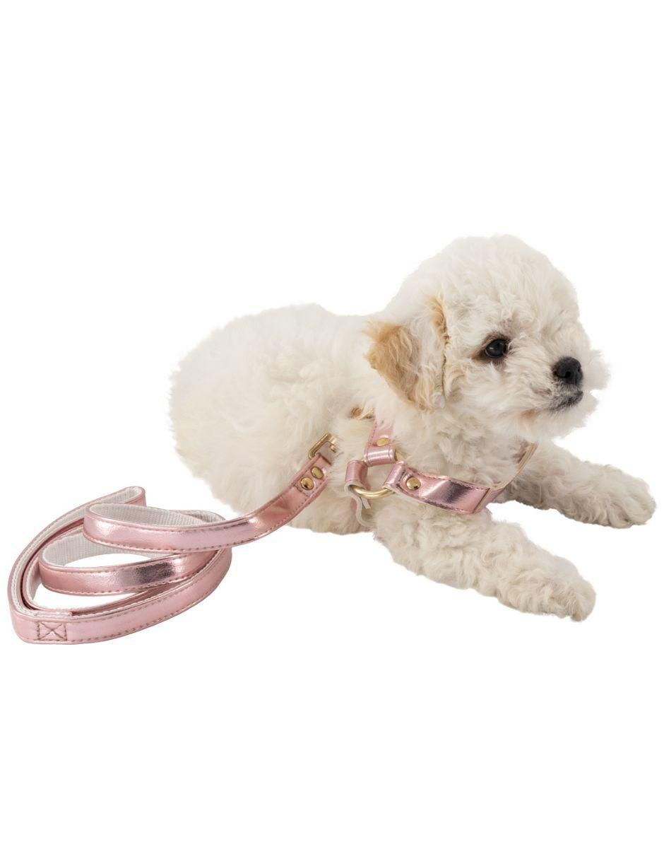 Collar decorativo para perro 4