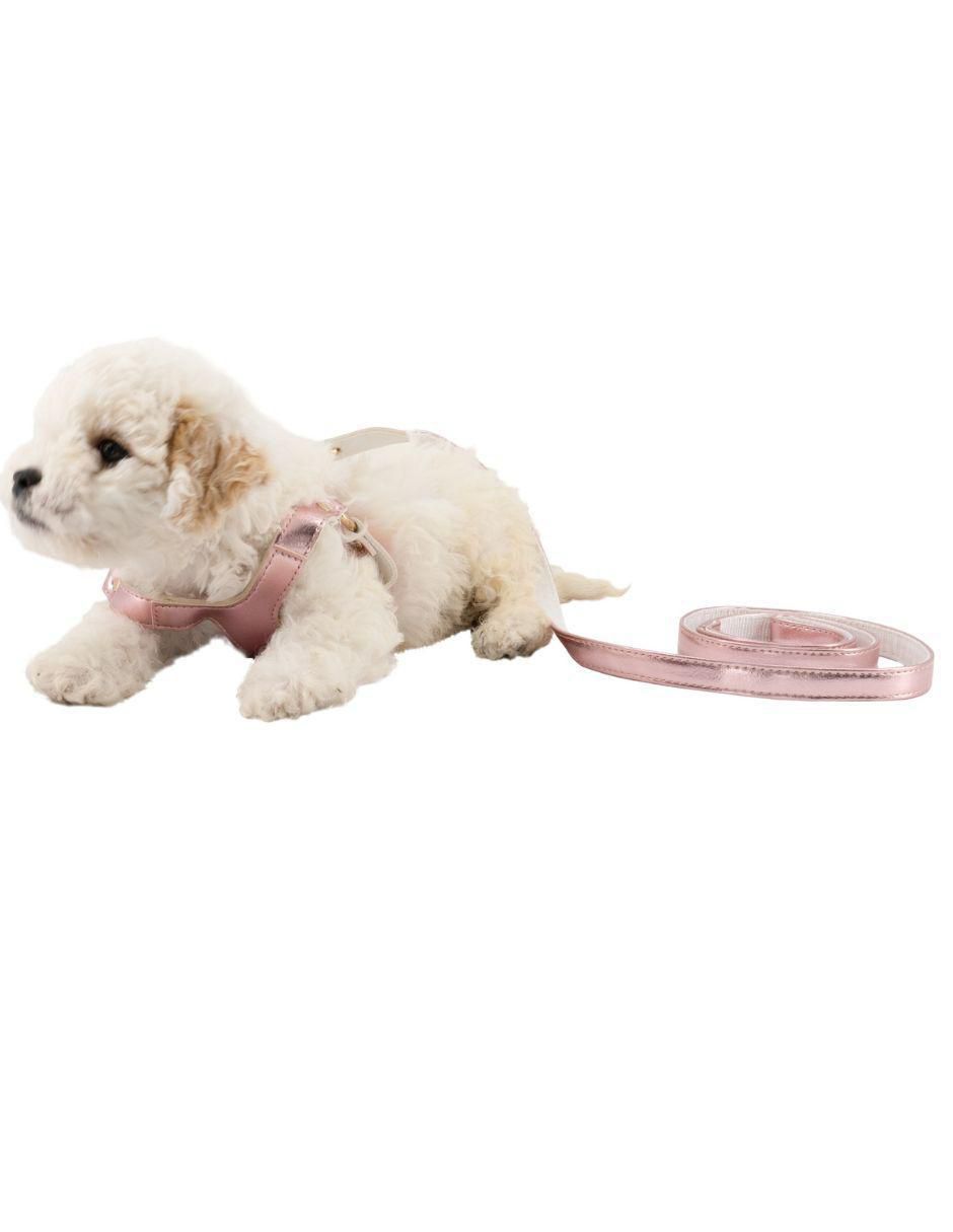 Collar decorativo para perro 2