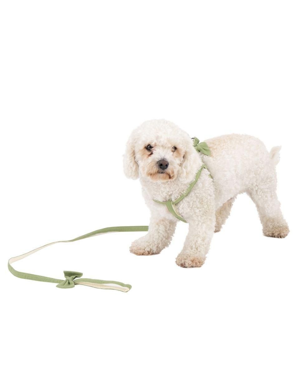 Collar decorativo para perro 2