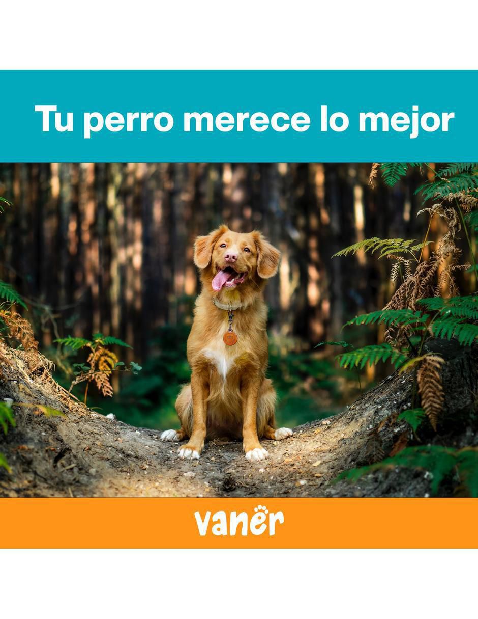 Correa sintética para perro 3