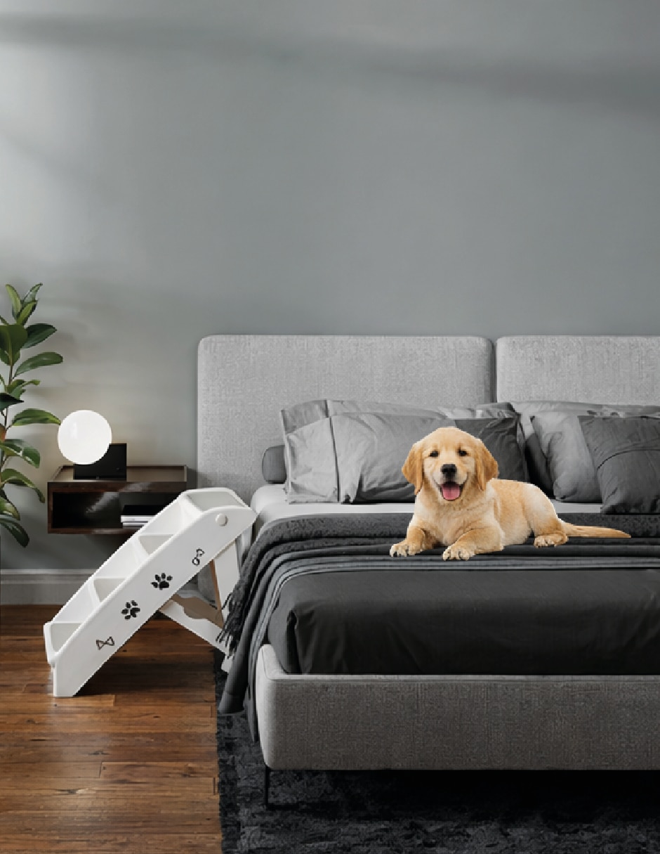 Rampa para perro 3