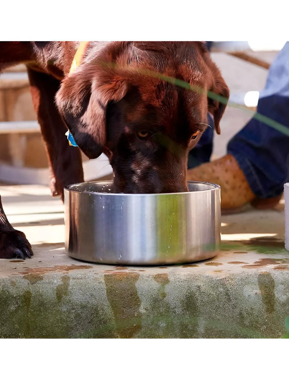 Plato para perro G