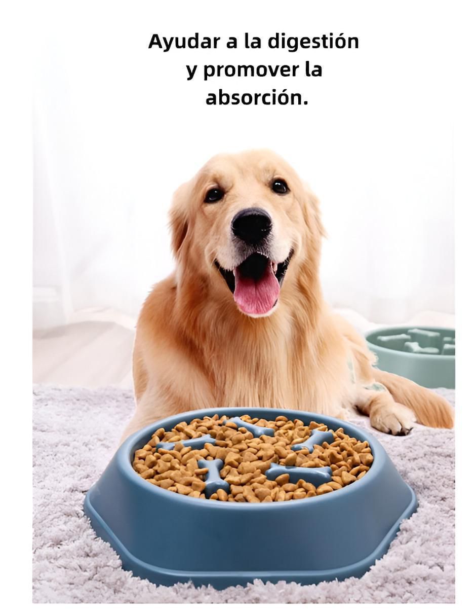 Plato para perro