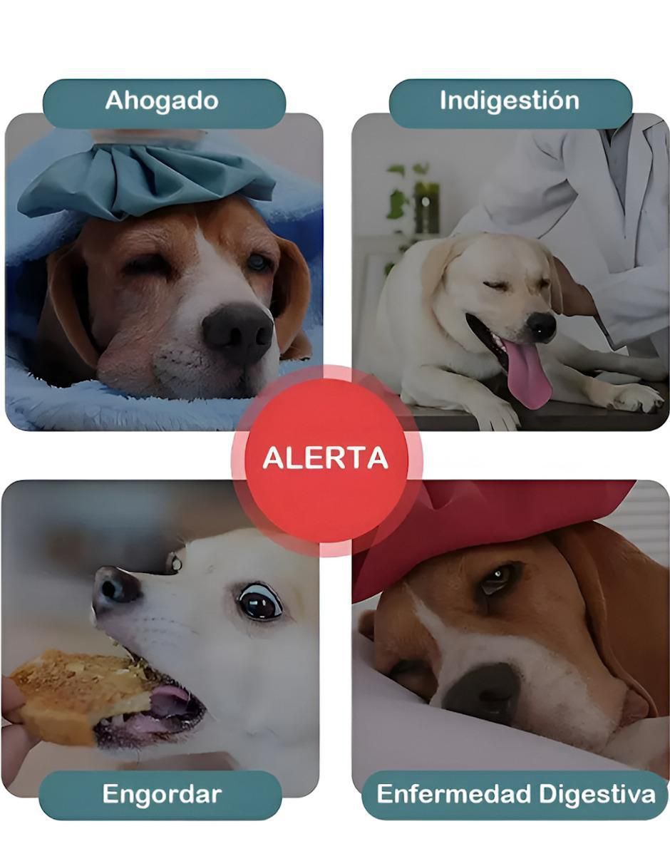 Comedero para perro