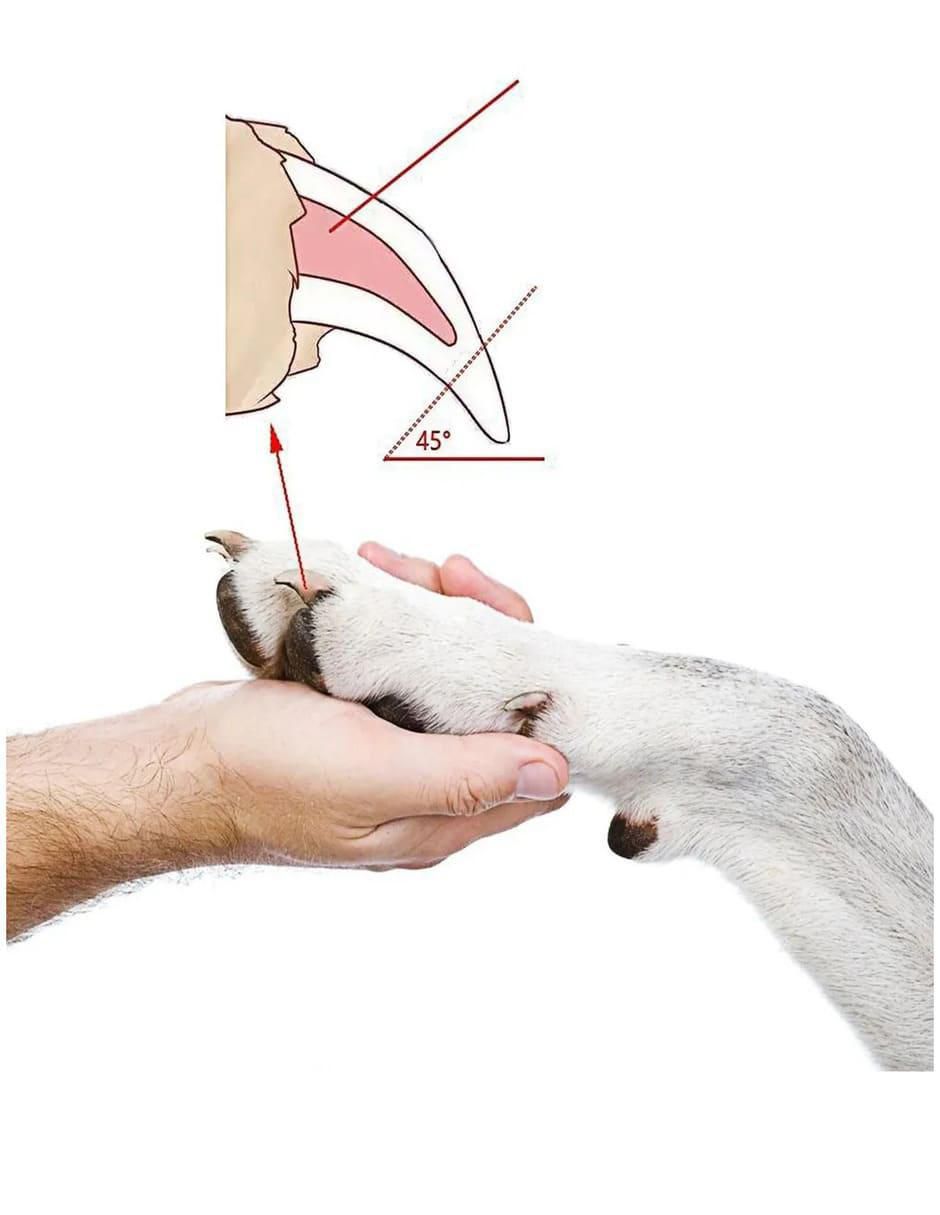Cortaúñas Lab.G para perro y gato
