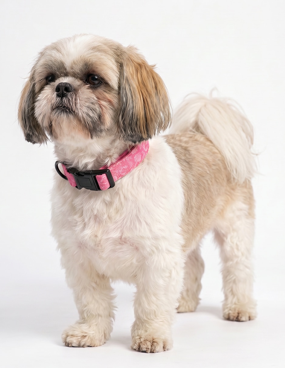 Collar para perro 4