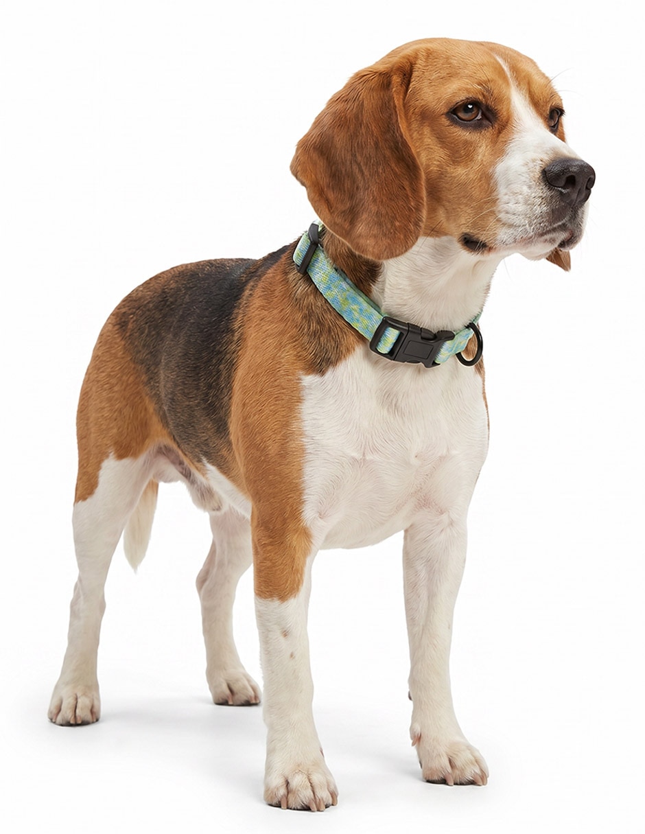 Collar para perro 5