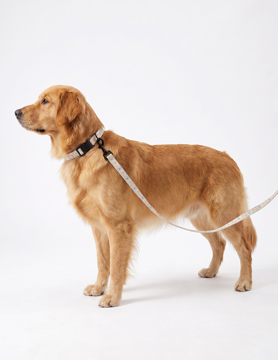 Correa para perro 4