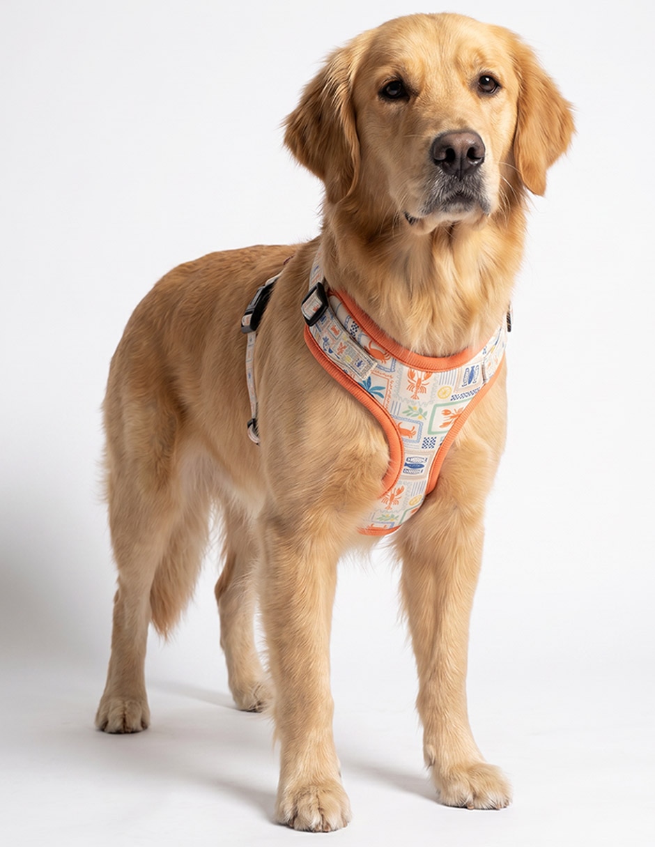 Pechera forma h para perro 6