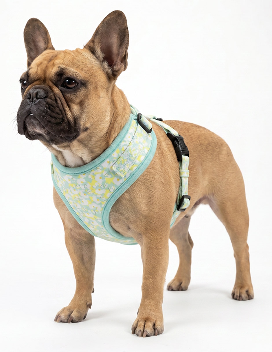 Correa para perro 8