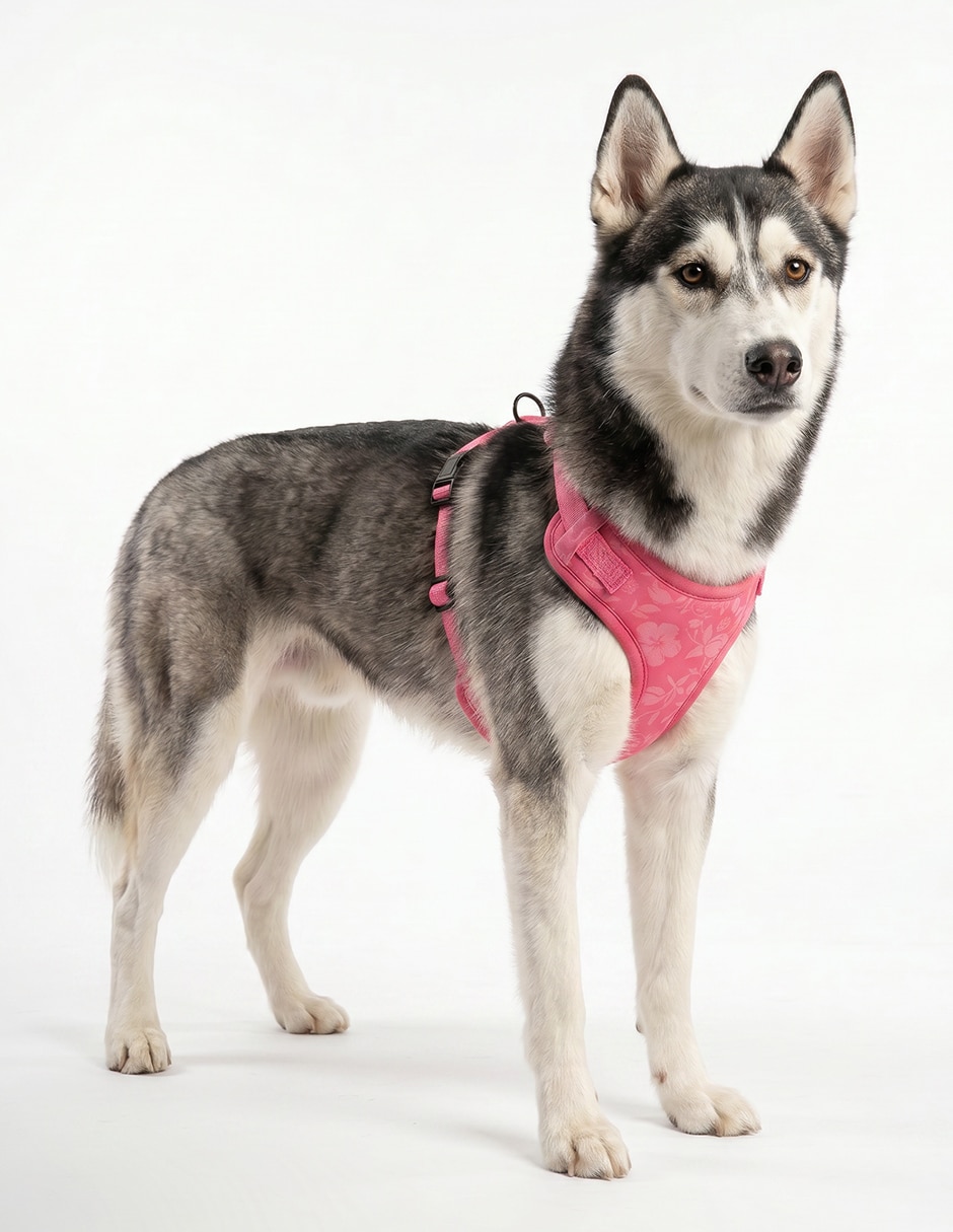 Pechera para perro 5