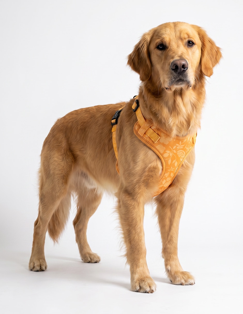 Pechera para perro 5