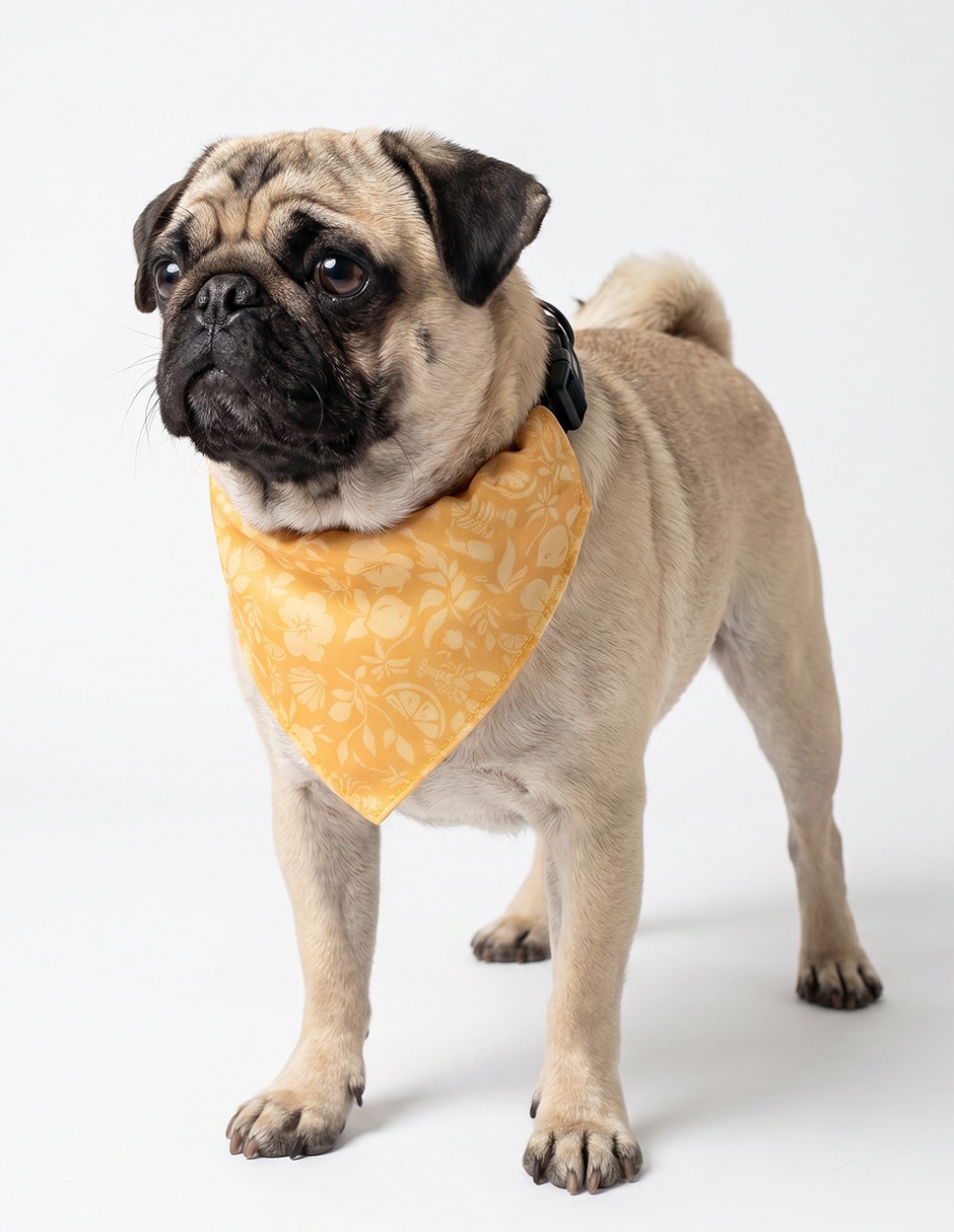 Pañuelo para perro 4