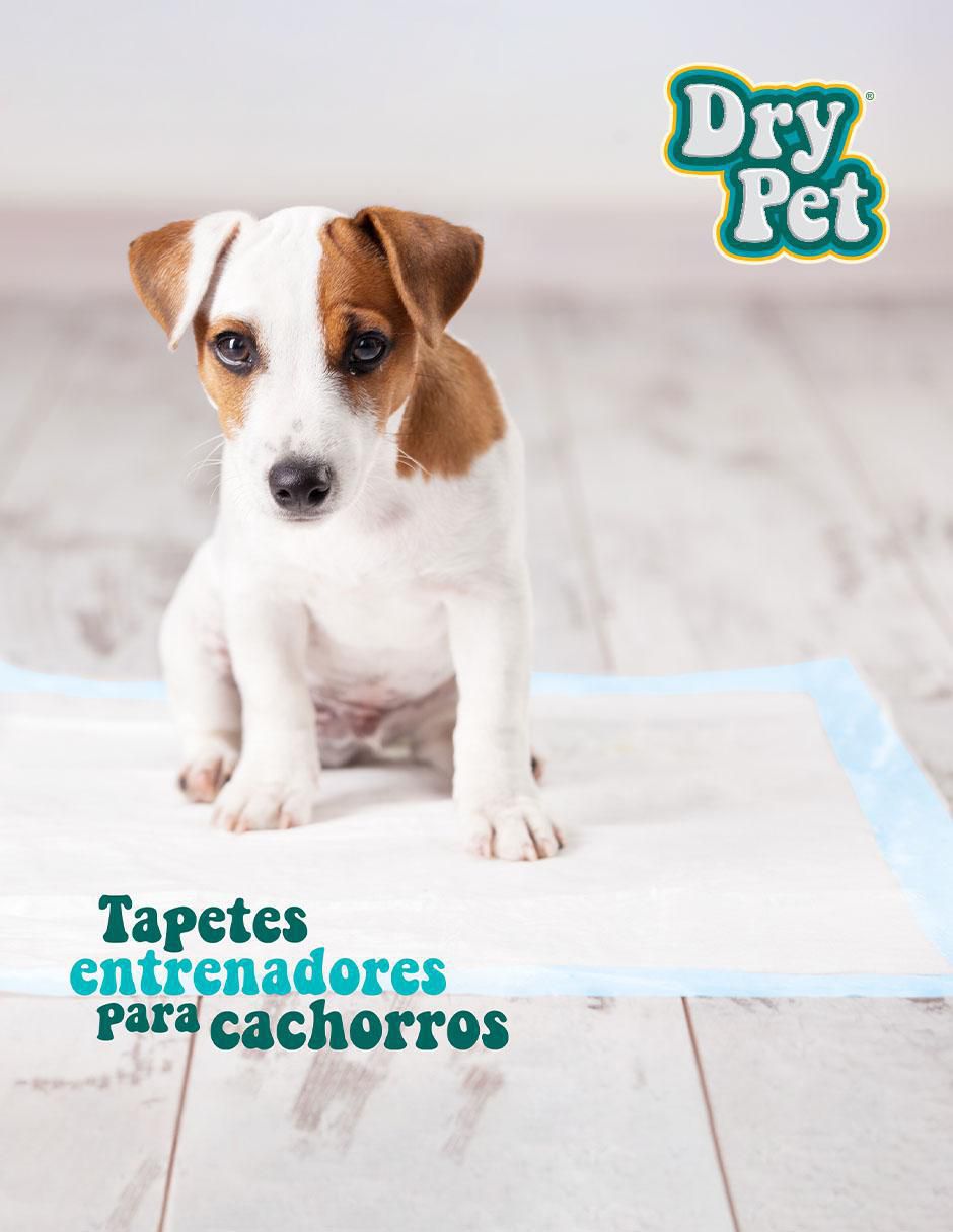 Tapete entrenador para perro 3