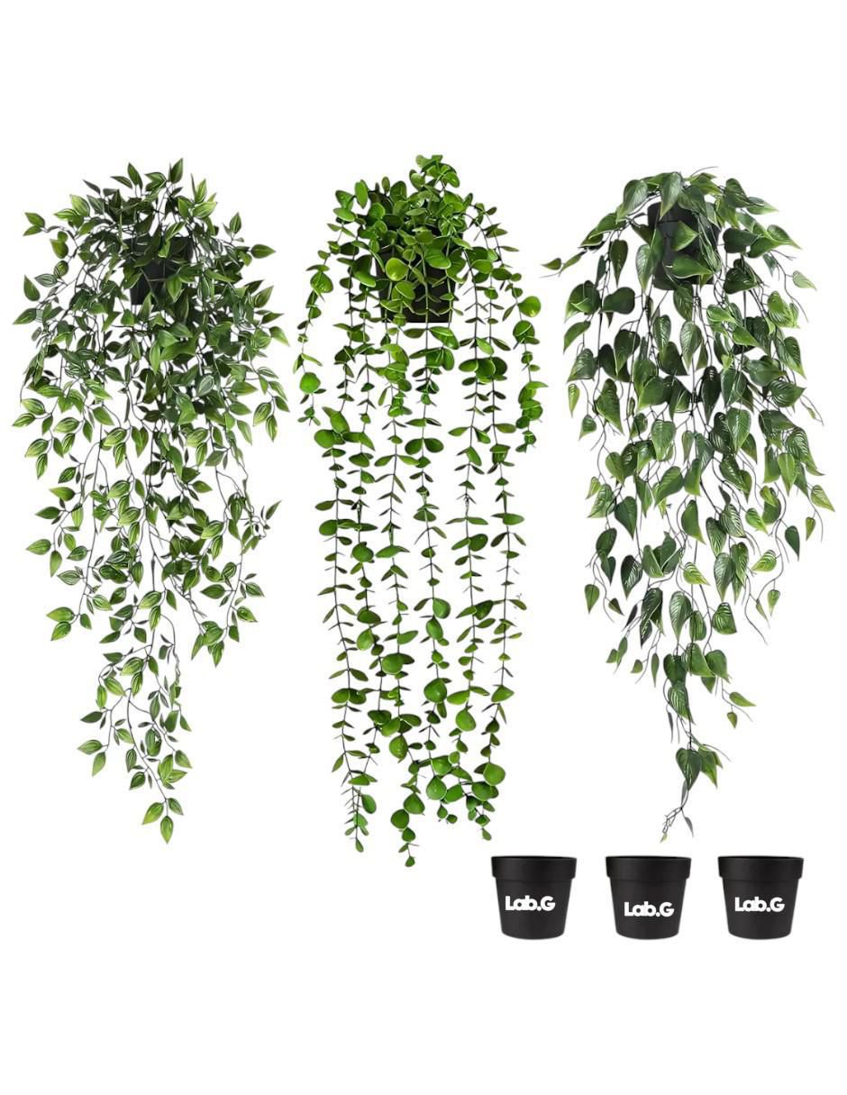 Planta colgante geranio natural