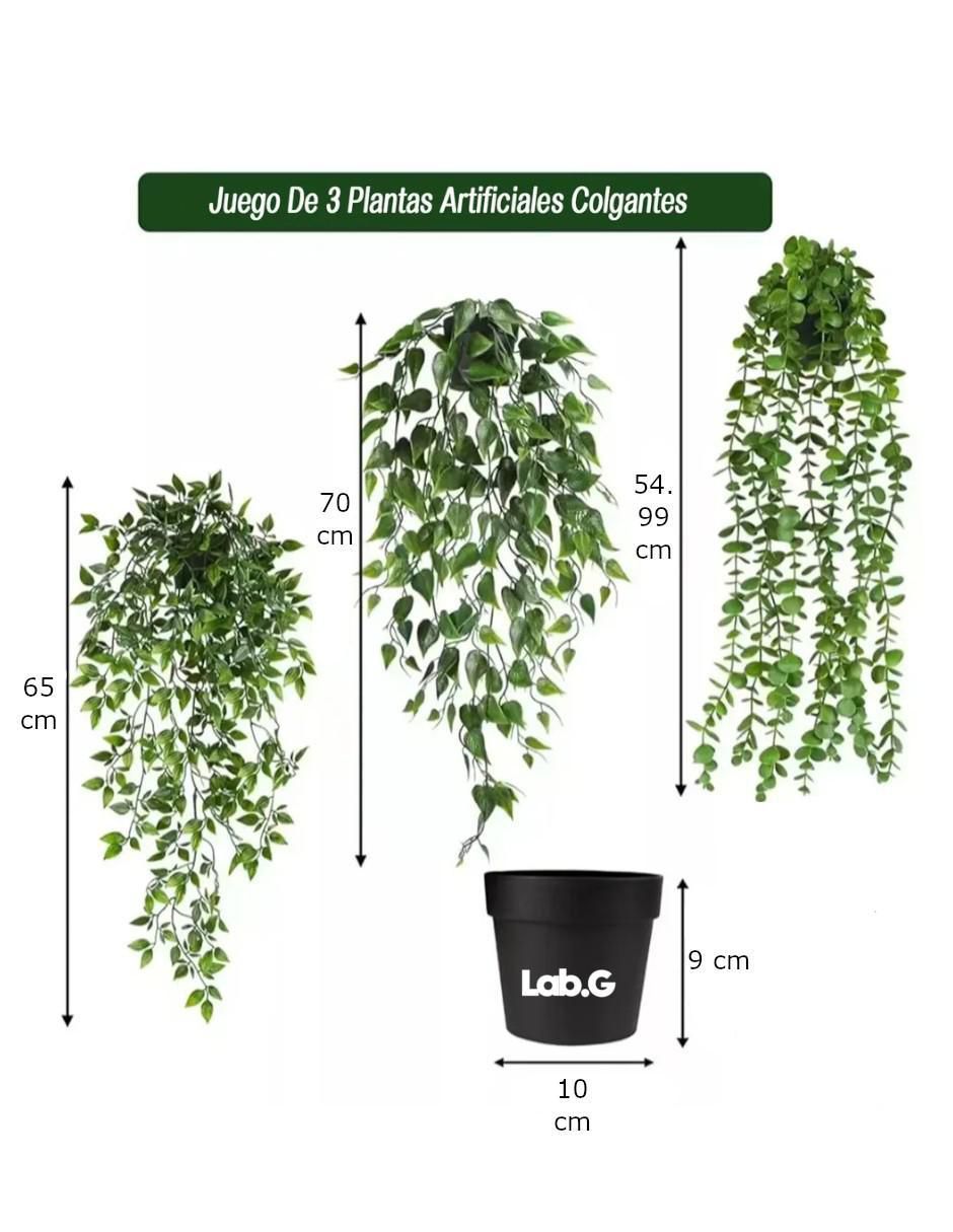 Planta colgante geranio natural