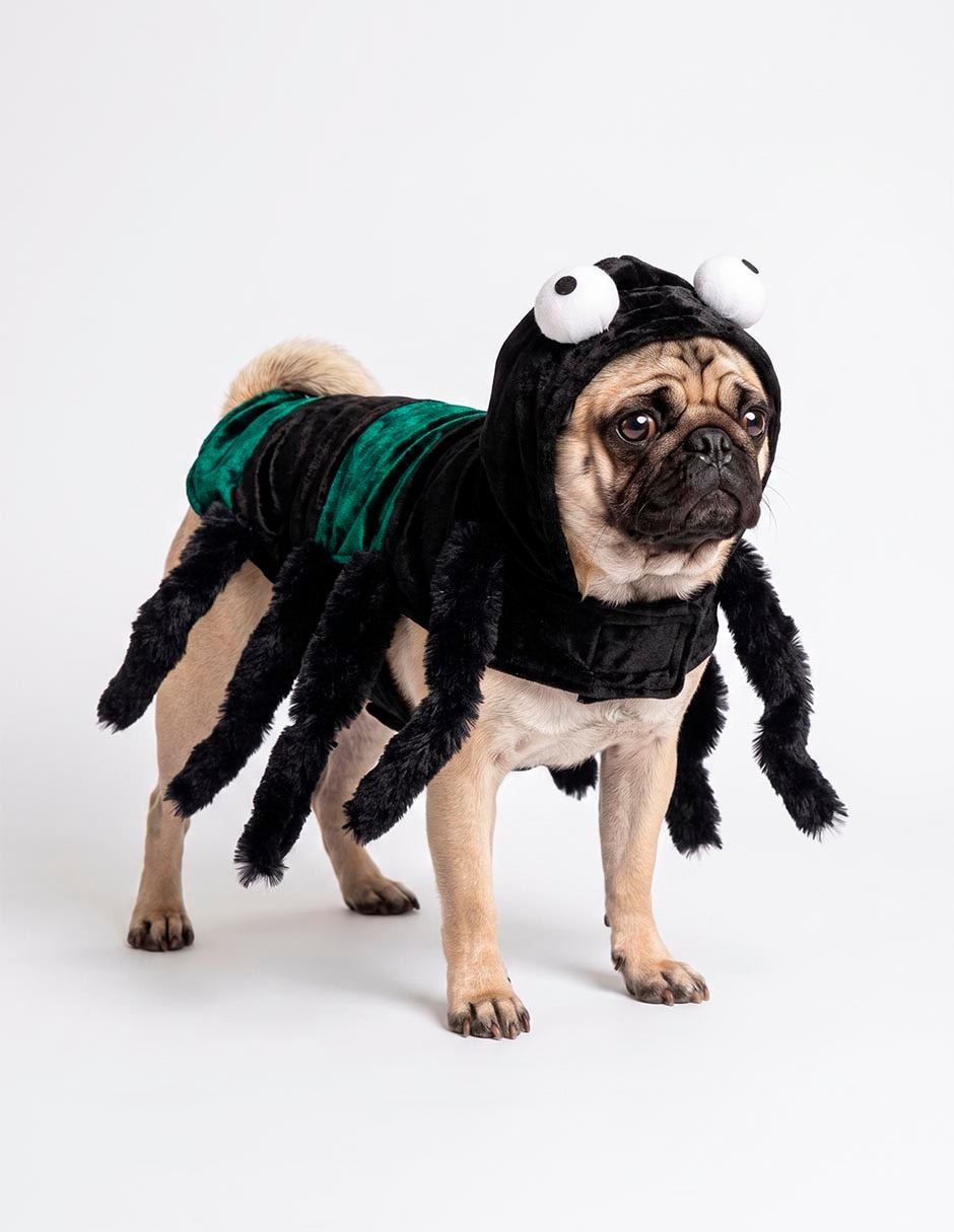 Disfraz para perro 2
