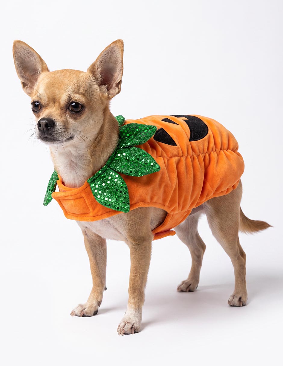 Disfraz para perro calabaza 4