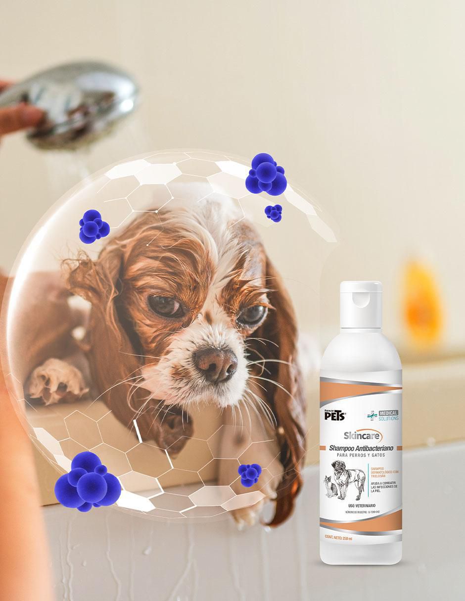 Shampoo para mascota Shampoo para mascota