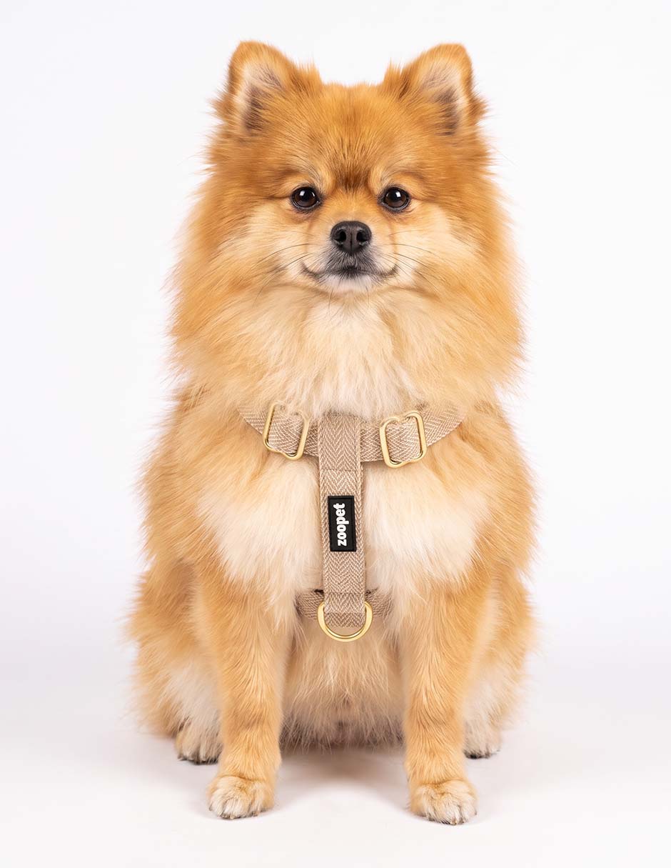 Arnes para perro