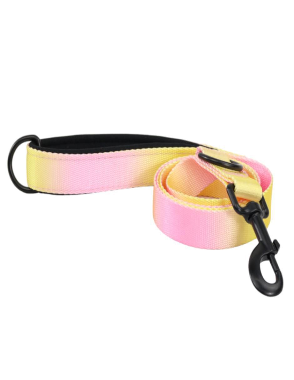 Kit de collar para perro