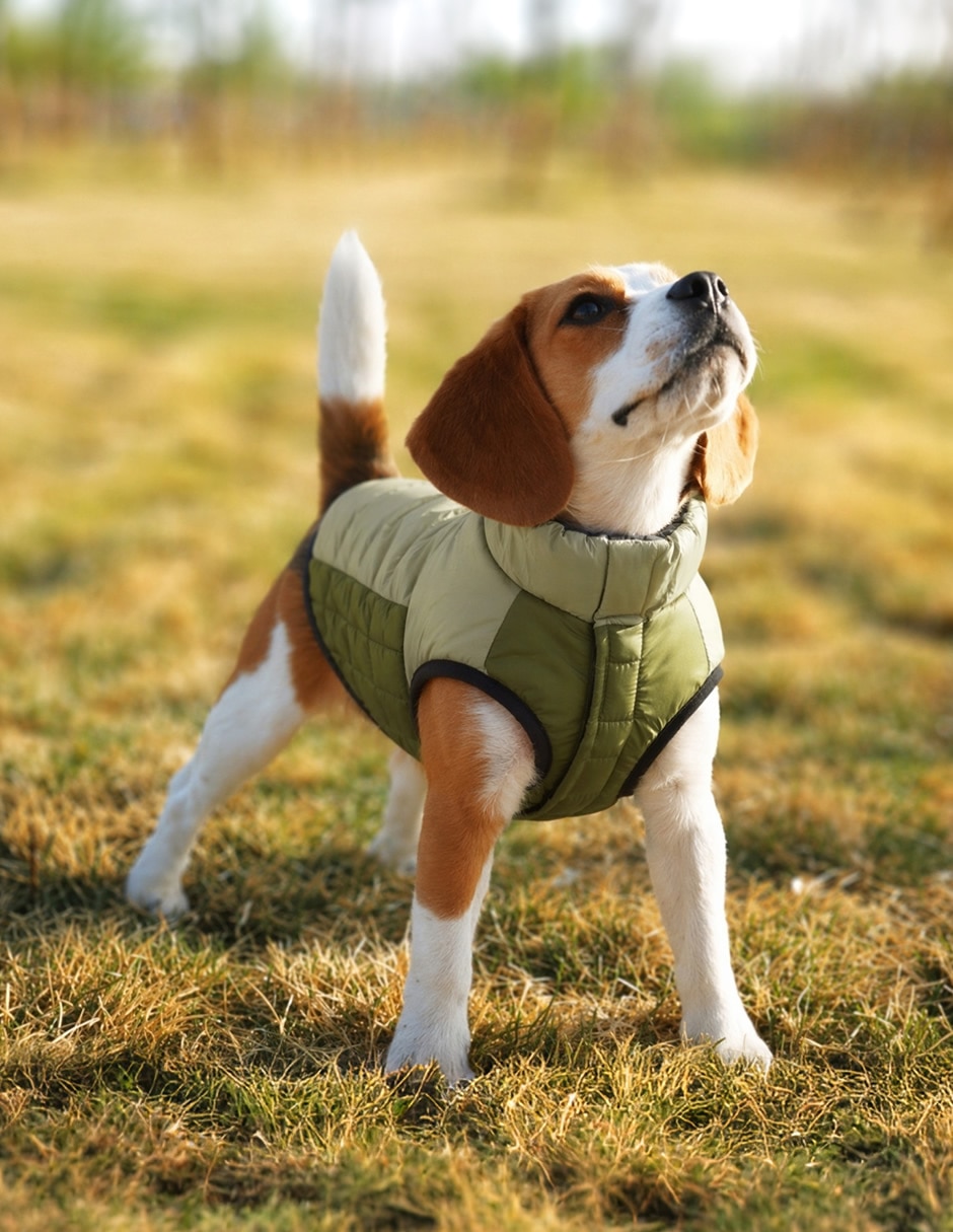 Chaleco para perro 3
