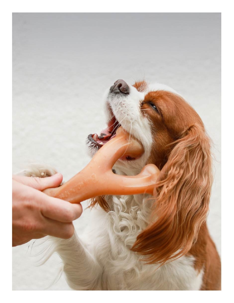 Juguete dental para perro 3