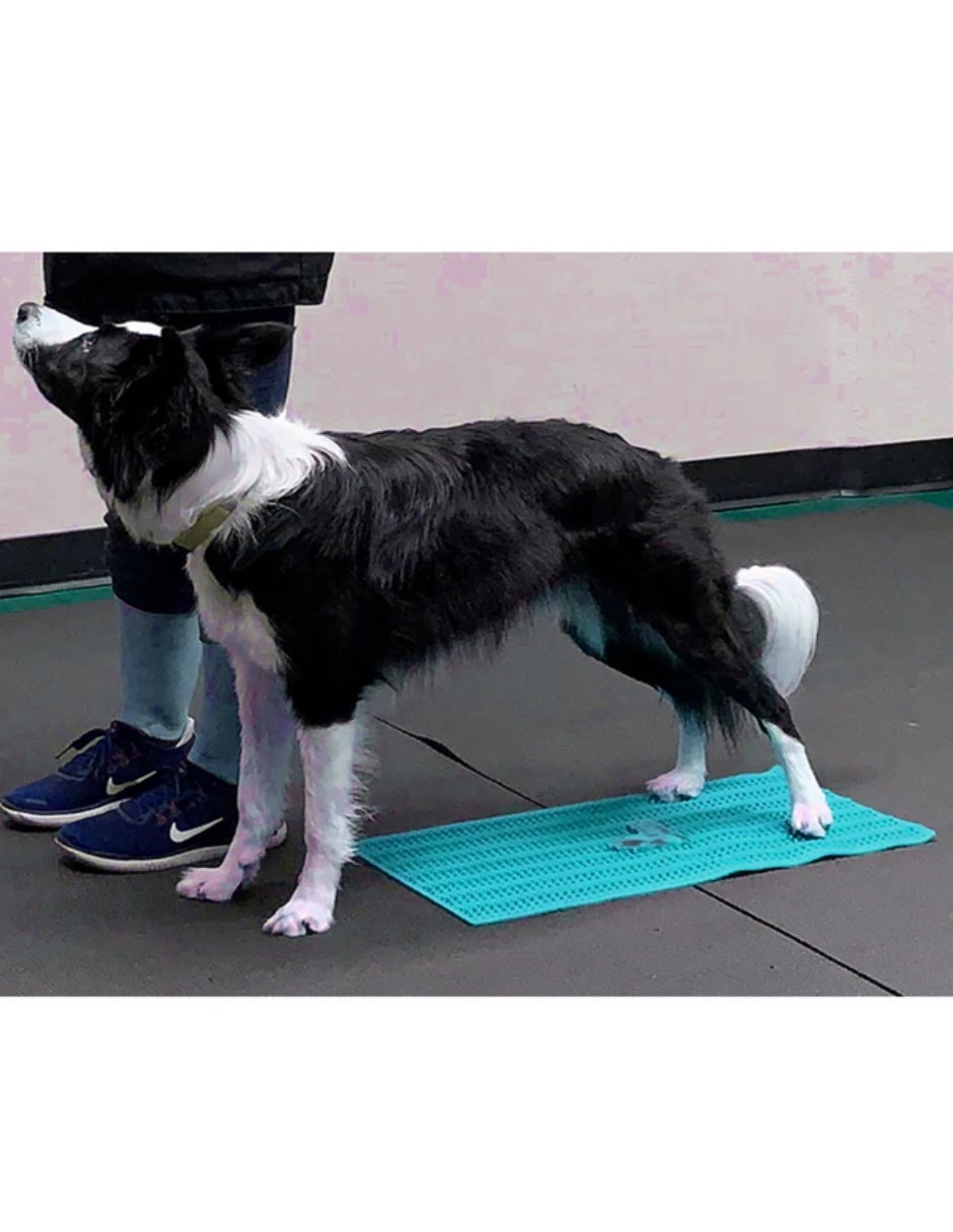 Kit de bienestar para mascota