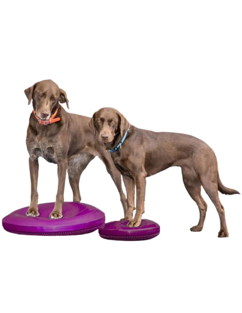 Kit de bienestar para mascota