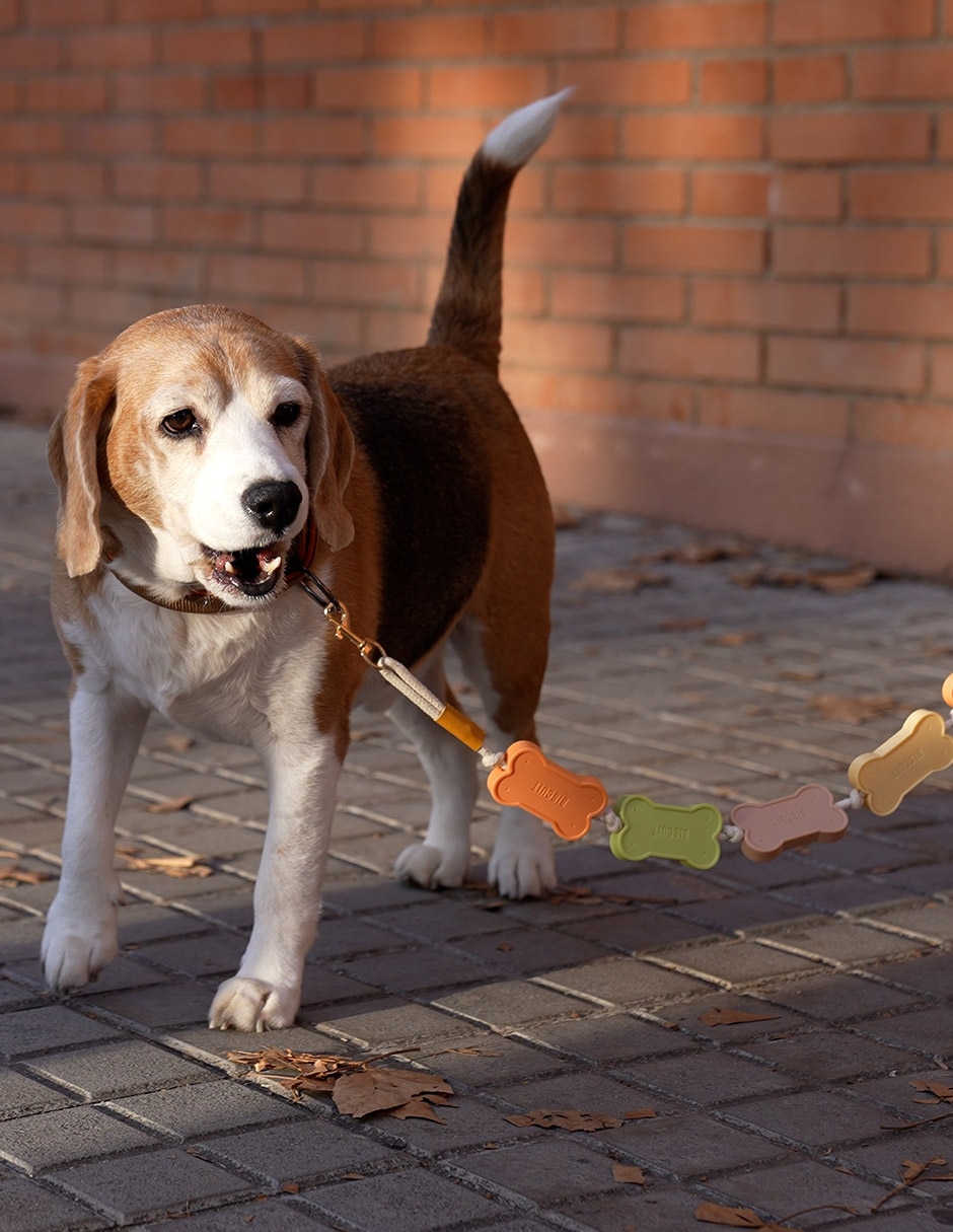 Correa de plástico para perro 3