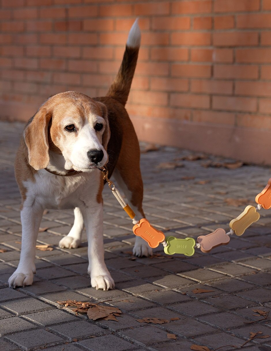 Correa de plástico para perro 8