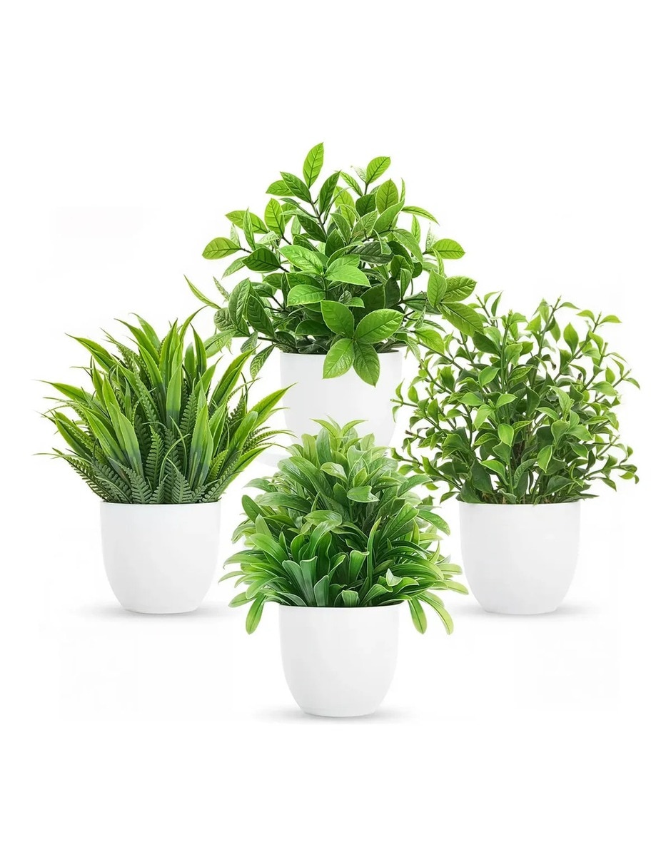 Plantas decorativas Plantas decorativas