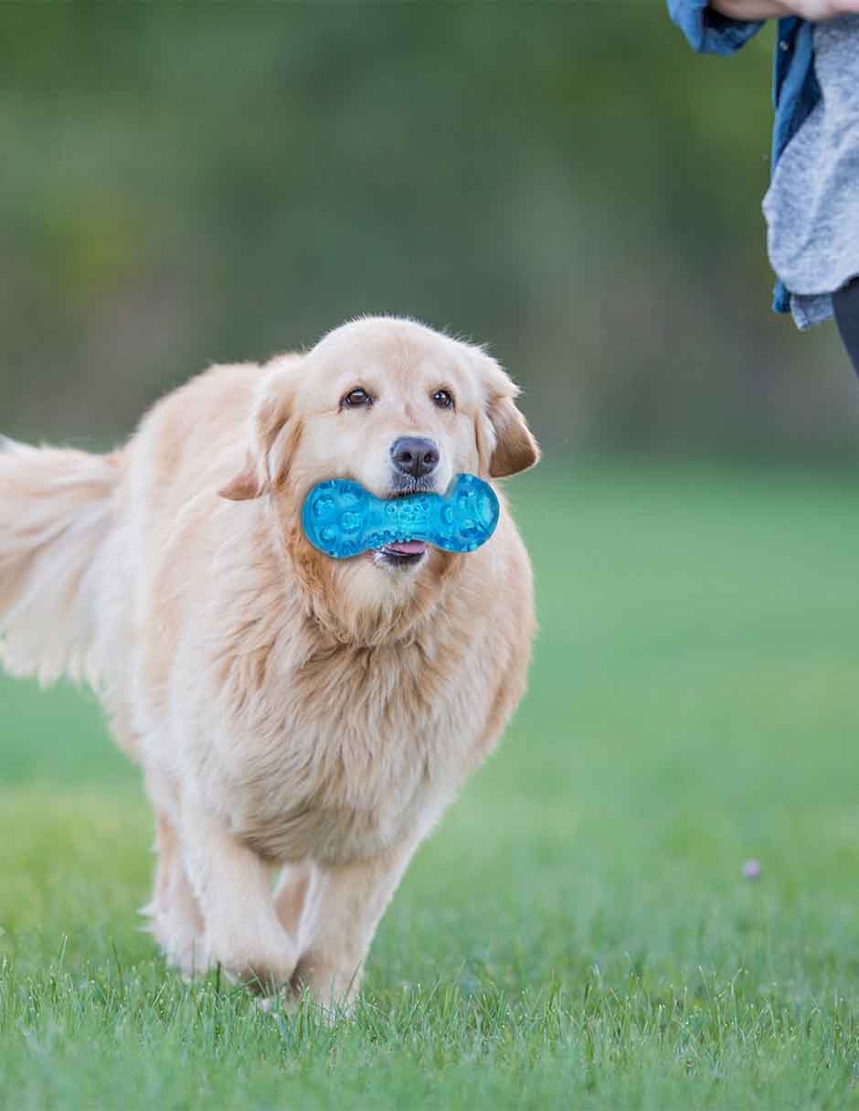 Juguete para Perro No aplica 3