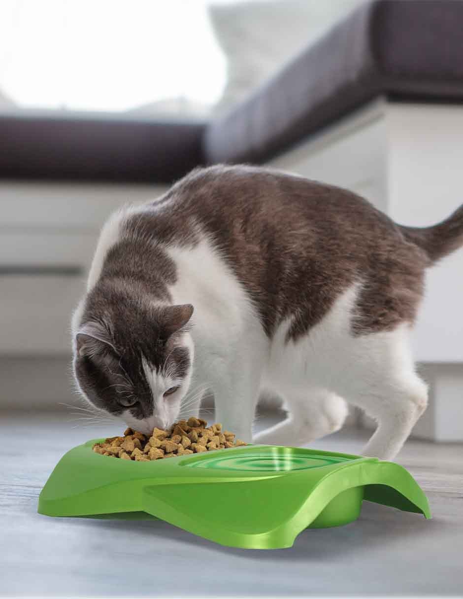 Plato/Comedero para Perro y gato 4