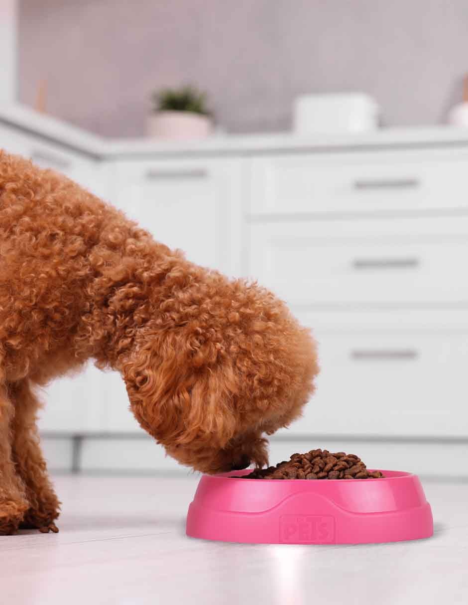 Plato/Comedero para Perro 2