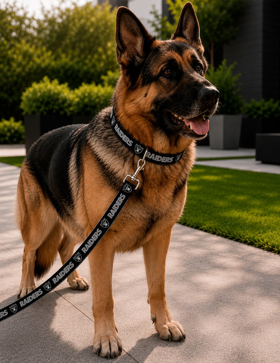 Correa y collar de Poliéster para Perro 5