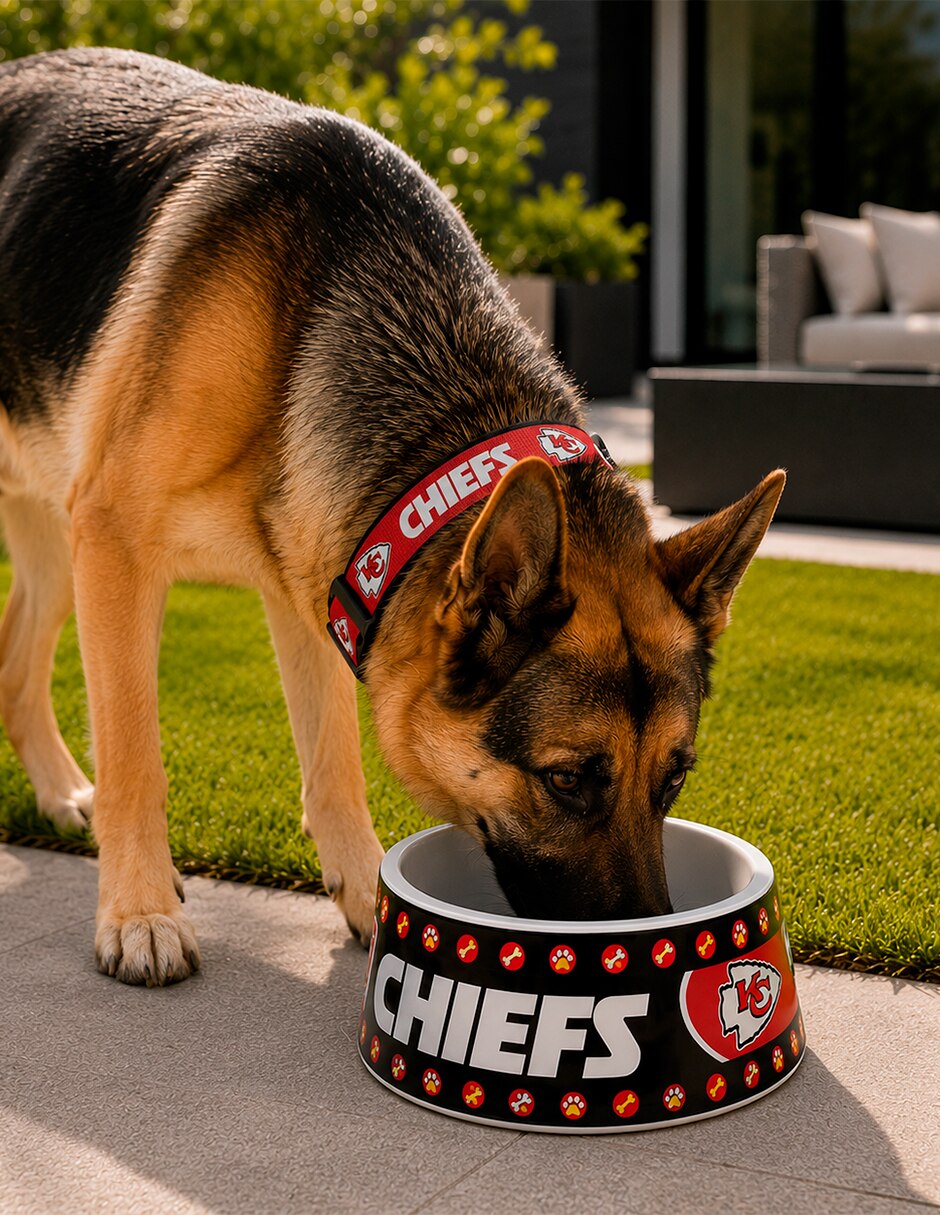 Correa y collar de Poliéster para Perro 4