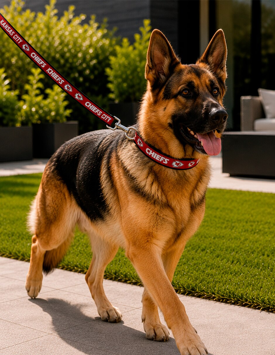 Correa y collar de Poliéster para Perro 5