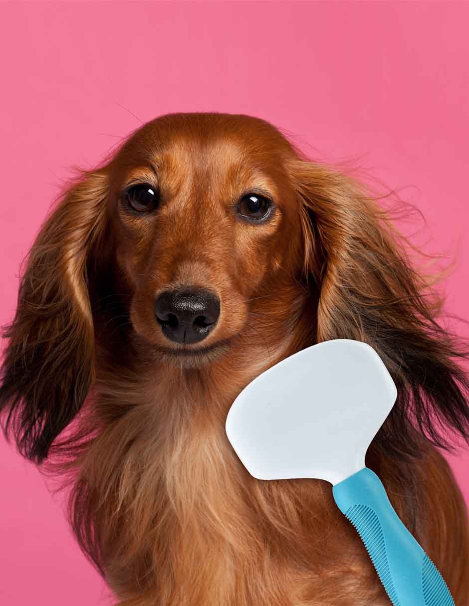 Carda de Plástico para Perro